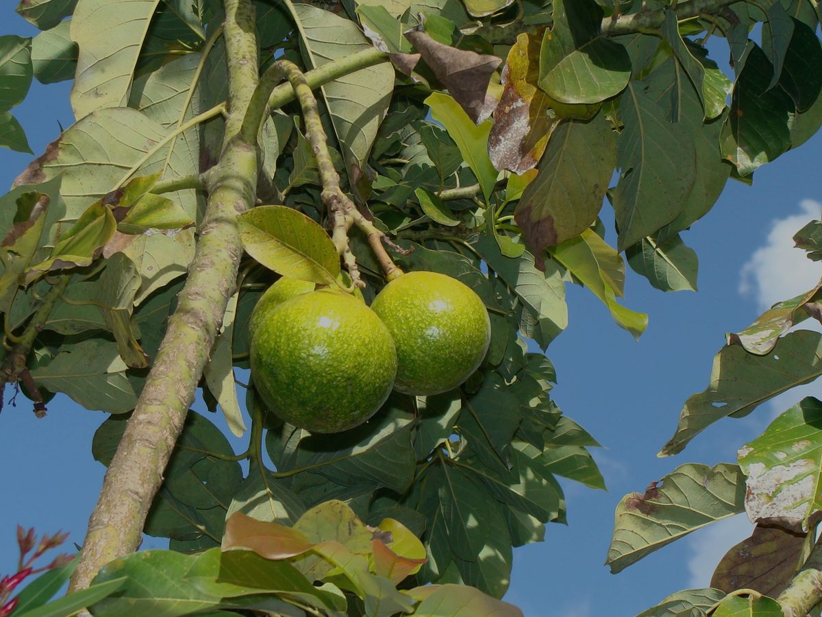 Avocados on the branch before harvest