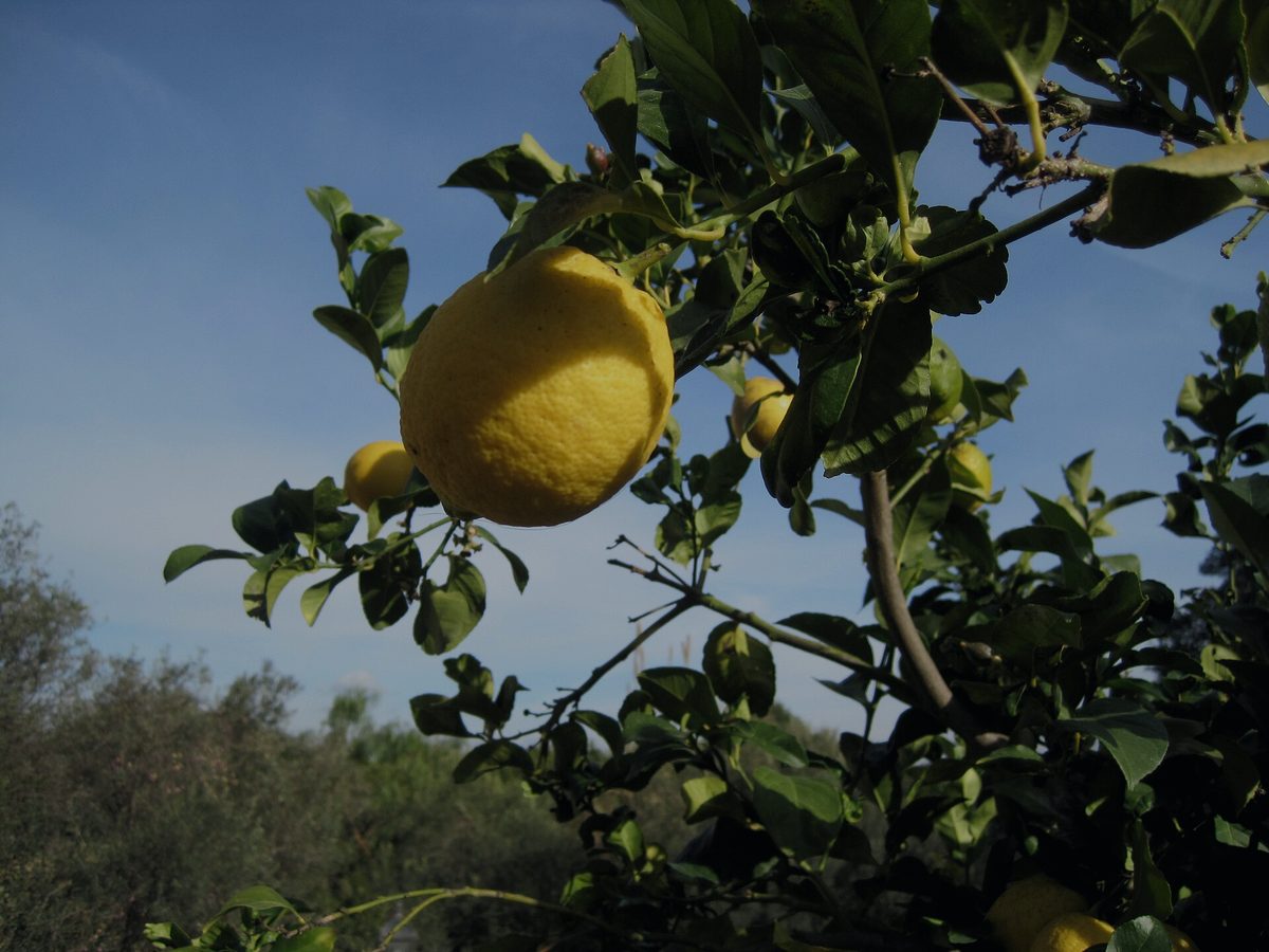Lemons ripening on the branch